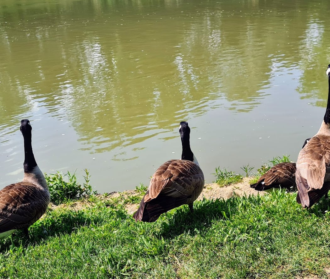 Bord de l’eau à Créteil 3